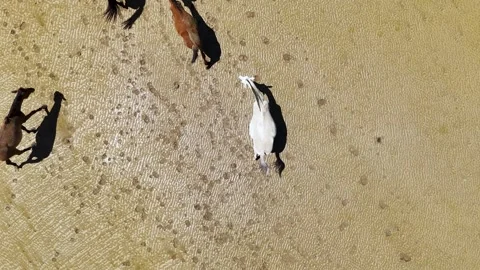 Aerial top down view of wild horses running on a beach Stock Footage 336195519