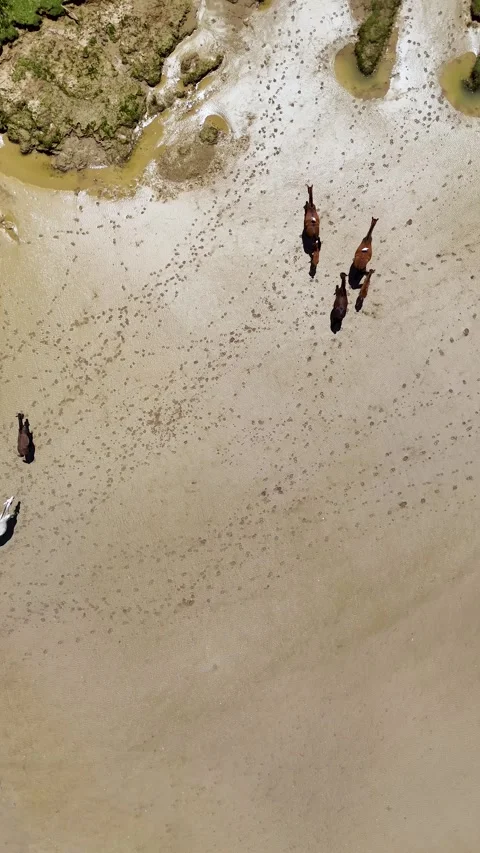 Aerial top down view of wild horses walking on the Guadalquivir riverbank Stock Footage 336783123