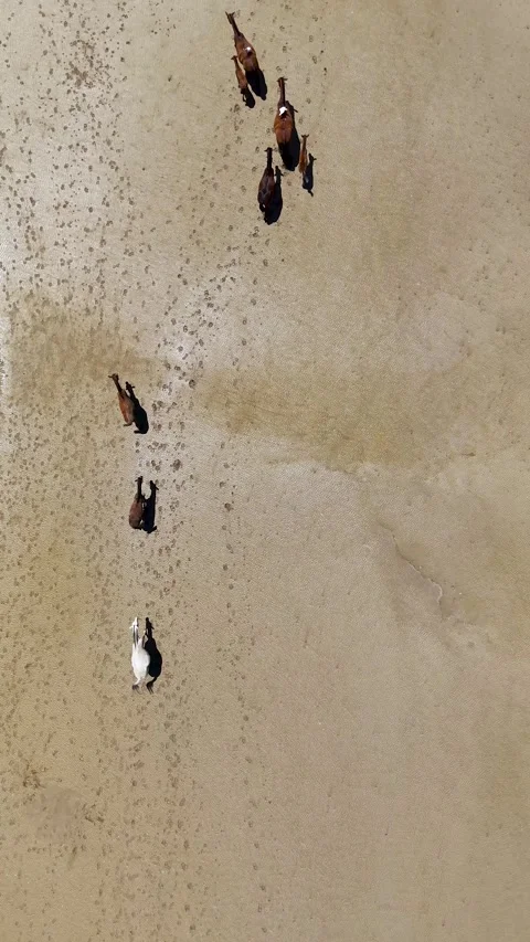 Aerial top down view of wild horses running on a beach in Spain Stock Footage 336783191