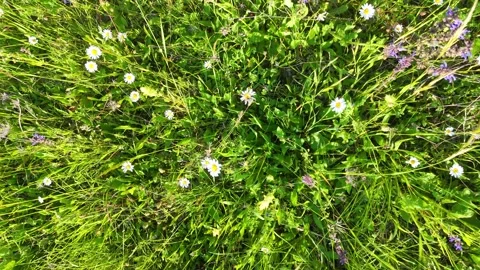 Aerial Top Down View of Wildflowers and Green Grass in Meadow Stock Footage 337689785