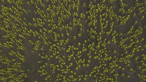 Aerial top down view the wind shakes the sunflowers on field Video stock 118742326