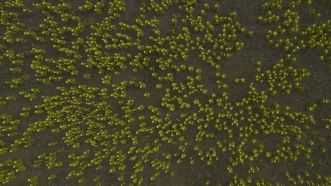 Aerial top down view the wind shakes the sunflowers on field. Zoom out Stock Footage 118742342
