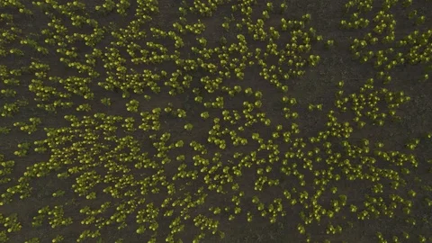 Aerial top down view the wind shakes the sunflowers on field Stock Footage 118742358
