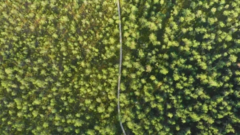Aerial Top Down View of a Winding Path Through a Dense Green Forest in Lithuania Stock Footage 321758592