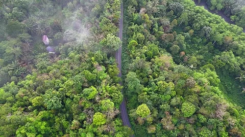 Aerial Top Down View of Winding Road Through Tropical  Rainforest Vidéo 335066392