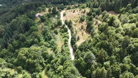 Aerial top down view of a winding dirt road through a dense green pine forest Video stock 341789645