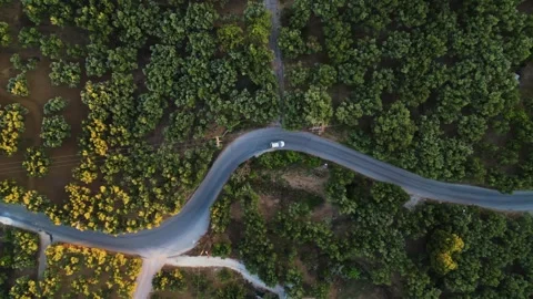 Aerial Top Down View of Winding Road Through Forest in Zakynthos, Greece Stock Footage 346001903