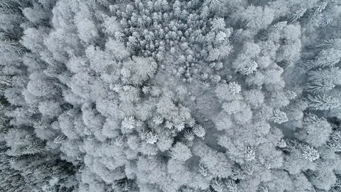 Aerial top down view of winter frozen forest with snow covered trees. Flying Stock Footage 122919467