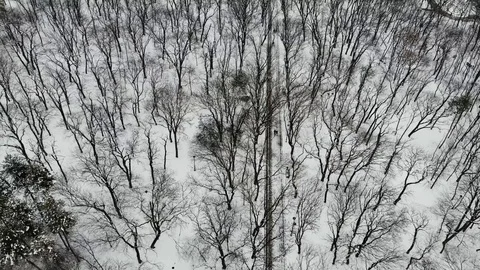 Aerial top down view of Winter Forest. Path through winter snow Park with trees Stock Footage 123824947