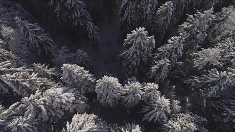 Aerial top down view of winter trees covered with snow Video stock 127828745