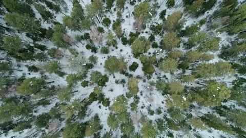 Aerial top down view winter forest evergreen trees on the snow. Amazing winter 스톡 동영상 153556616