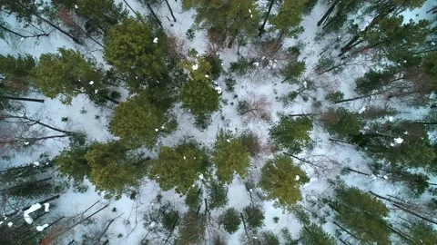Aerial top down view winter forest evergreen trees on the snow. Amazing winter Stock Footage 153556842