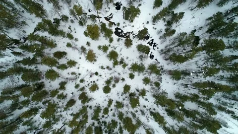 Aerial top down view winter forest evergreen trees on the snow. Amazing winter Stock Footage 153715852
