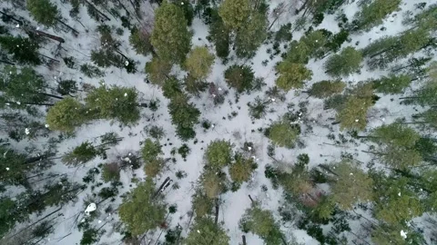 Aerial top down view winter forest evergreen trees on the snow. Amazing winter 스톡 동영상 153716323