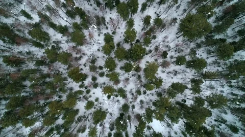 Aerial top down view winter forest evergreen trees on the snow. Amazing winter Stock Footage 153716480