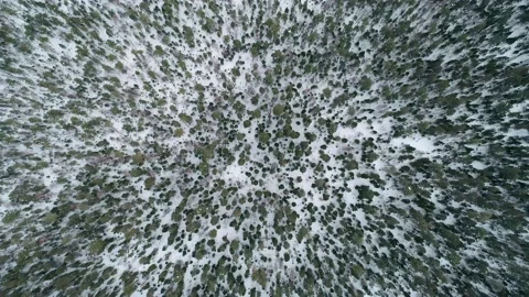 Aerial top down view winter forest evergreen trees on the snow. Amazing winter Stock-Footage 153716496