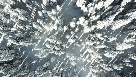Aerial Top Down View Winter Frozen Forest With Snow Covered Trees Spruces Flying Stock Footage 161089267