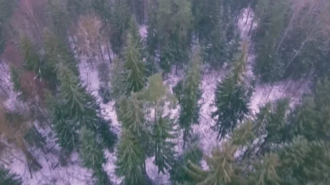 Aerial top down view of the winter forest. Drone is moving forward Stock Footage 170138487