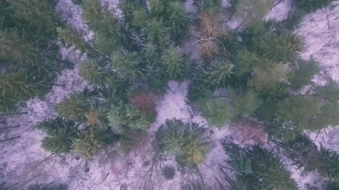 Aerial top down view of the winter forest. Drone is moving forward Stockbeeldmateriaal 170138525