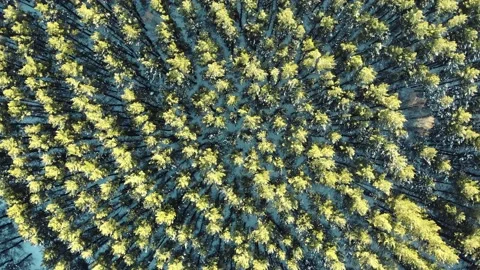 Aerial Top Down view of Winter Spruce and Pine Forest. Camera is spinning. Stock Footage 171342177