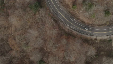 Aerial Top Down View of Winter Trees Canopy 4K D-LOG Stock Footage 232596283