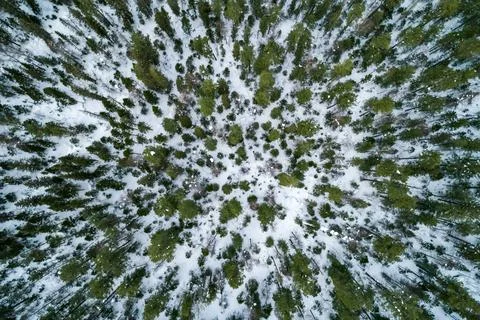 Aerial top down view winter forest evergreen trees on the snow. Amazing winter 스톡 사진