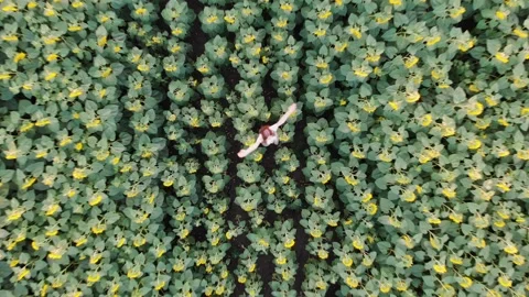 Aerial top down view of young woman agronomist in field of sunflowers. Dances Stock Footage 142291520