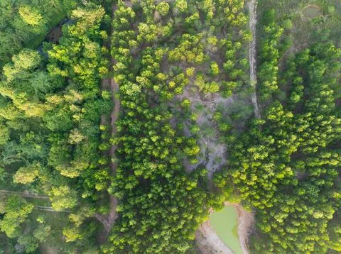 Aerial top down view of young forest plantation with scattered trees and sm.. Stock Photos