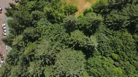 Aerial top down of Washington Park garden and Portland nature scape sunny s.. Stock Footage 294264892