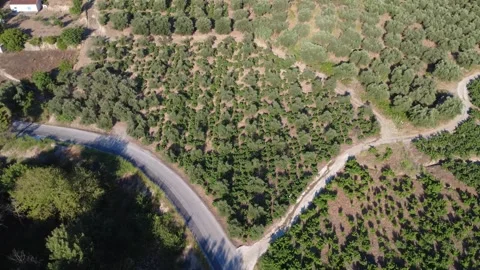Aerial top down wide angle of an olive grove on a mountain slope Stock Footage 343962671