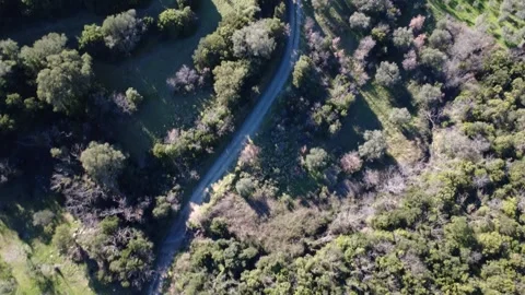 Aerial top down of winding road through forest and olive groves Stock Footage 337459844