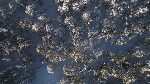 Aerial Top Down Winter Forest HD Drone Footage 2021 Stock Footage 158057018
