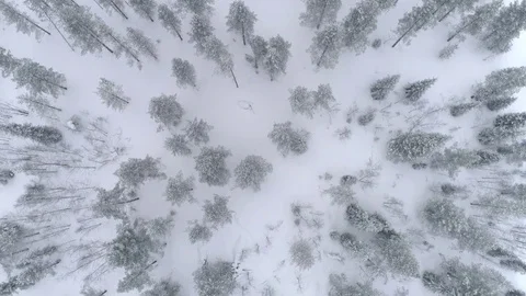 AERIAL TOP DOWN Young pine forest covered in fresh snow on winter day in Finland Stock Footage 80785432