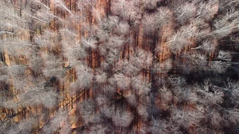 Aerial top down zoom in view of forest with red leaves on the ground Stock Footage 230991353
