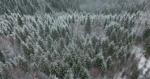 Aerial top drone flight view on spruce and pine forest covered with snow. Winter Stock Footage 127487374