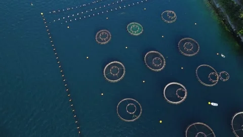Aerial top drone view of fish and oyster farming in the clear waters of the sea Stock Footage 197585914
