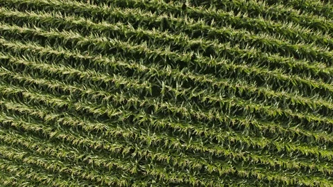 Aerial Top Drone view on french corn field for agriculture with green vegetation 動画素材 119350341