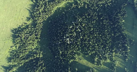 Aerial top: forest &amp; meadow Stock Footage 132500255