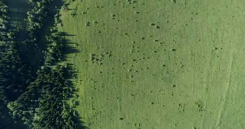 Aerial top: forest &amp; meadow Stock Footage 132500698