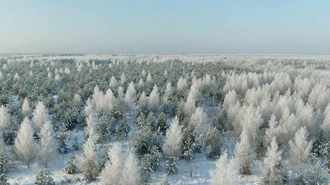 Aerial Top Forward Flyover Shot of Winter Spruce and Pine Forest. Trees Covered Stock Footage 120982473