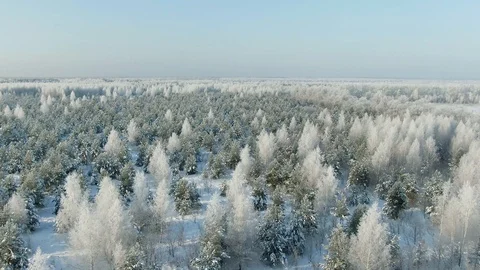 Aerial Top Forward Flyover Shot of Winter Spruce and Pine Forest. Trees Covered Stock Footage 120982628