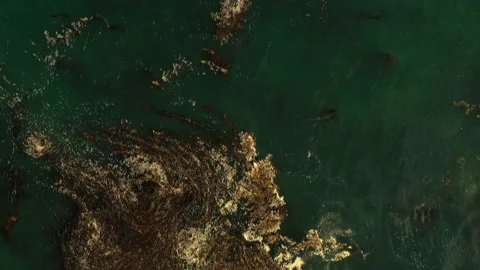 Aerial Top Forward Shot Of Algae Floating In Sea - San Francisco, California Video stock 229933171