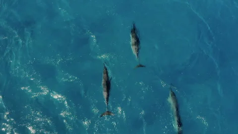 Aerial Top Forward Shot Of Dolphin Pod Swimming In Ocean During Sunny Day - Stock Footage 154812030