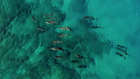 Aerial Top Forward Shot Of Dolphin Pod Swimming In Sea On Sunny Day - Oahu, Stock Footage 154819319