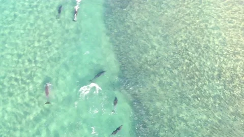 Aerial Top Forward Shot Of Dolphin and group of fish Pod Swimming In Sea Stock Footage 159410959