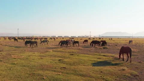 Aerial top panning view wild horse on green field stand calm in city suburbs  Stock Footage 166161214