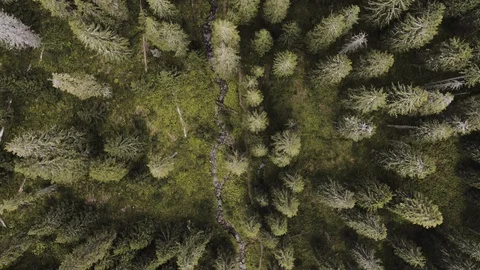 Aerial top shot of deep forest / trees in nature with path and river Stock Footage 119332934