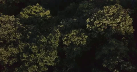 Aerial Top Shot Of Forest Trees Nature Stock Footage 160247628