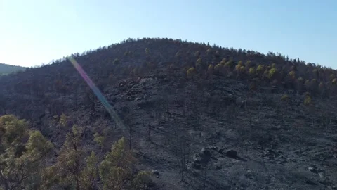 Aerial top view aftermath the forest fire at Derya site Seferihisar Doganbey Video stock 201970927
