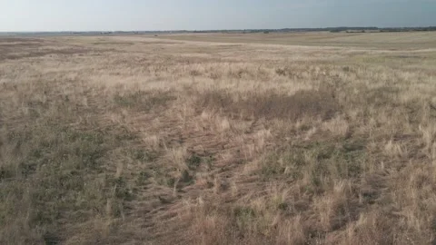 Aerial Top View Of A Agriculture Fields. Aerial View Of A Wheat Fields Stock Footage 212403545